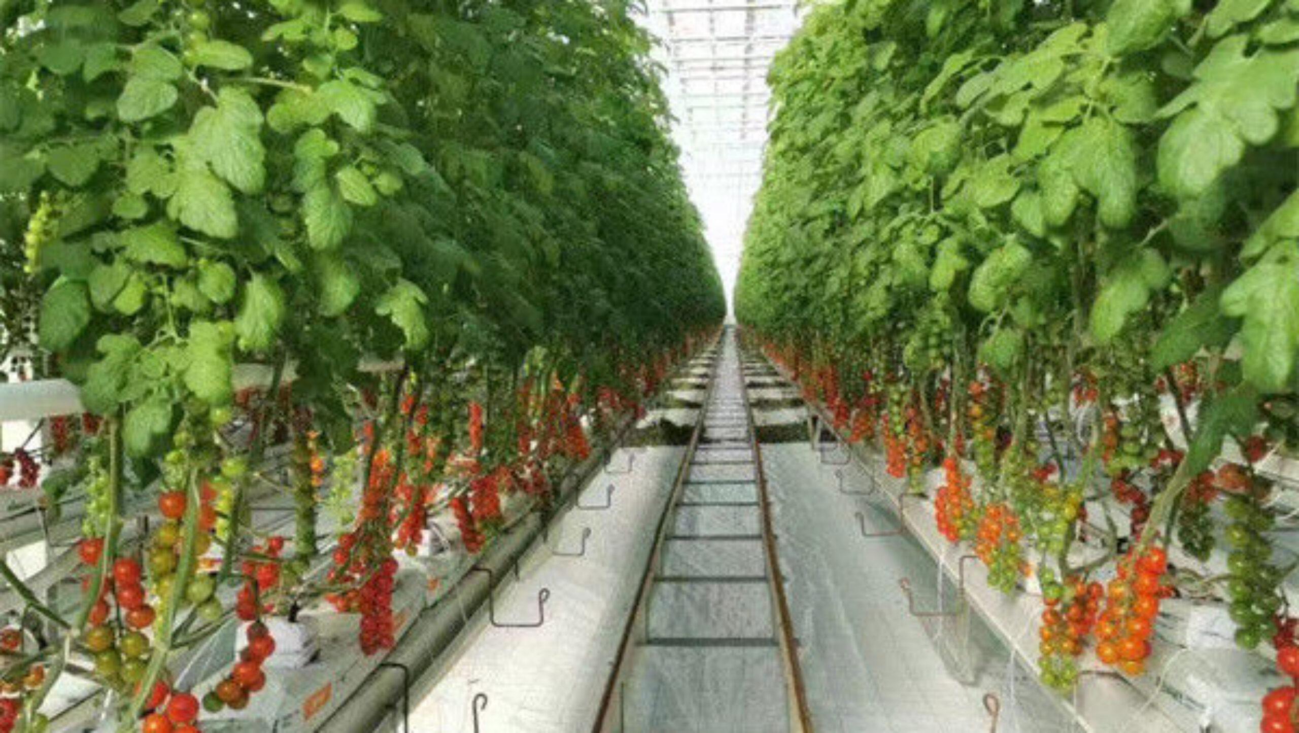 Agriculture Cherry Tomato Greenhouse Vegetables Greenhouse Anti Corrosion