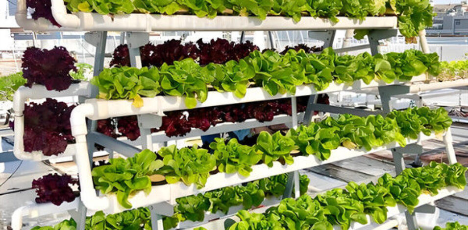 Agriculture Greenhouse Hydroponics Greenhouse Steel Frame Weather Proof