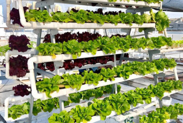 Agriculture Greenhouse Hydroponics Greenhouse Steel Frame Weather Proof