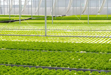 Agriculture Greenhouse Hydroponics Greenhouse Steel Frame Weather Proof