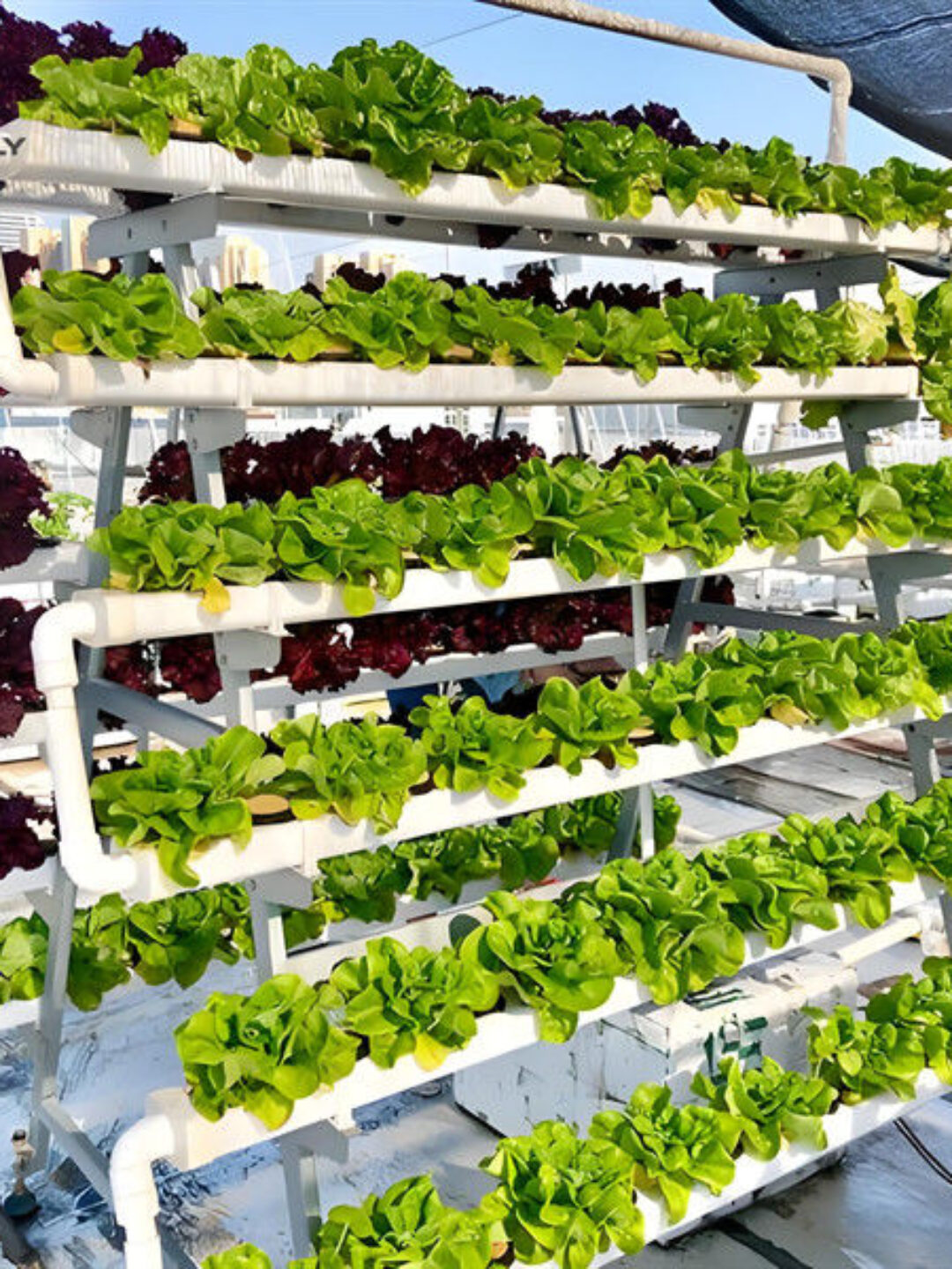 Agriculture Greenhouse Hydroponics Greenhouse Steel Frame Weather Proof