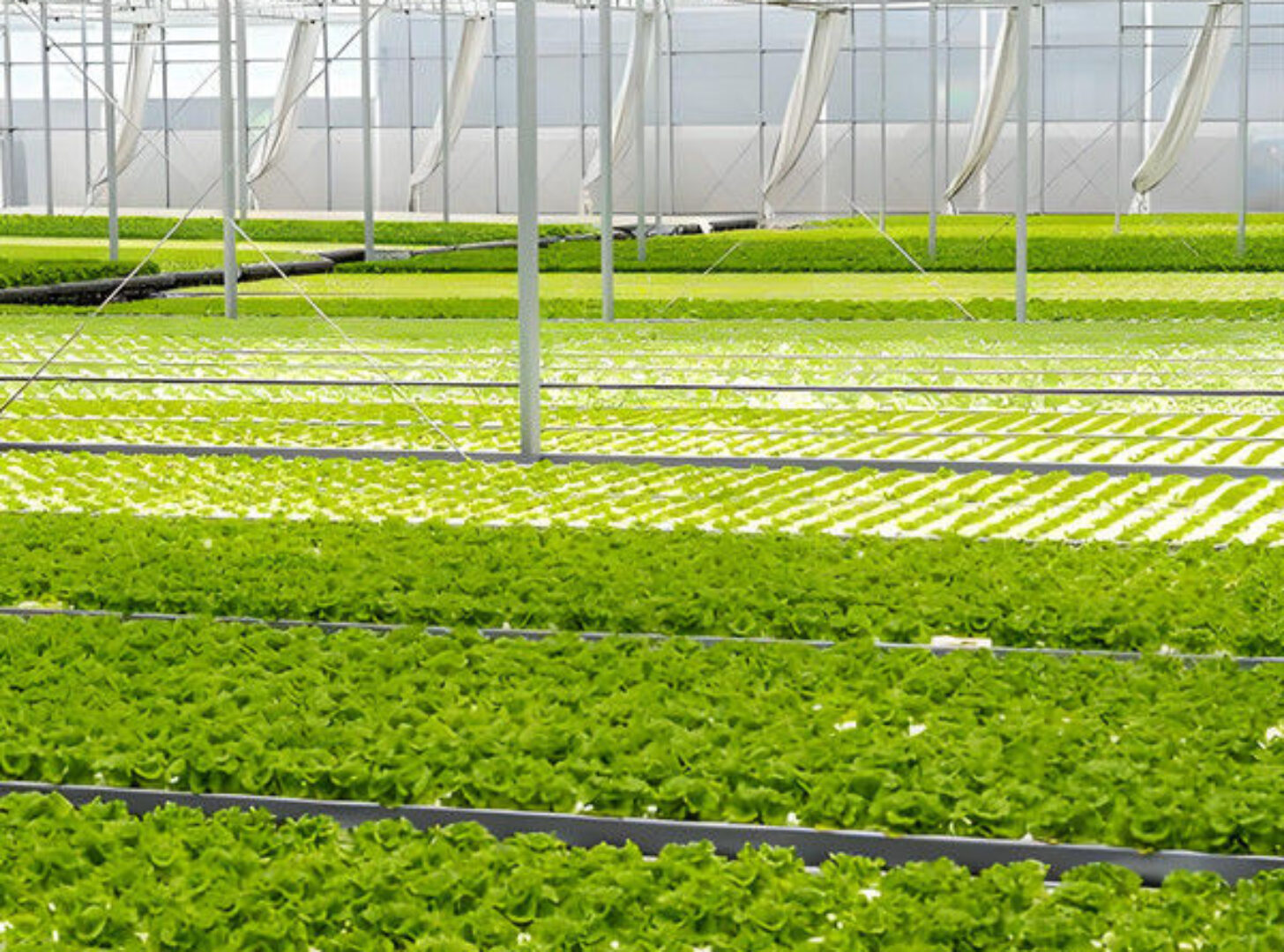 Agriculture Greenhouse Hydroponics Greenhouse Steel Frame Weather Proof