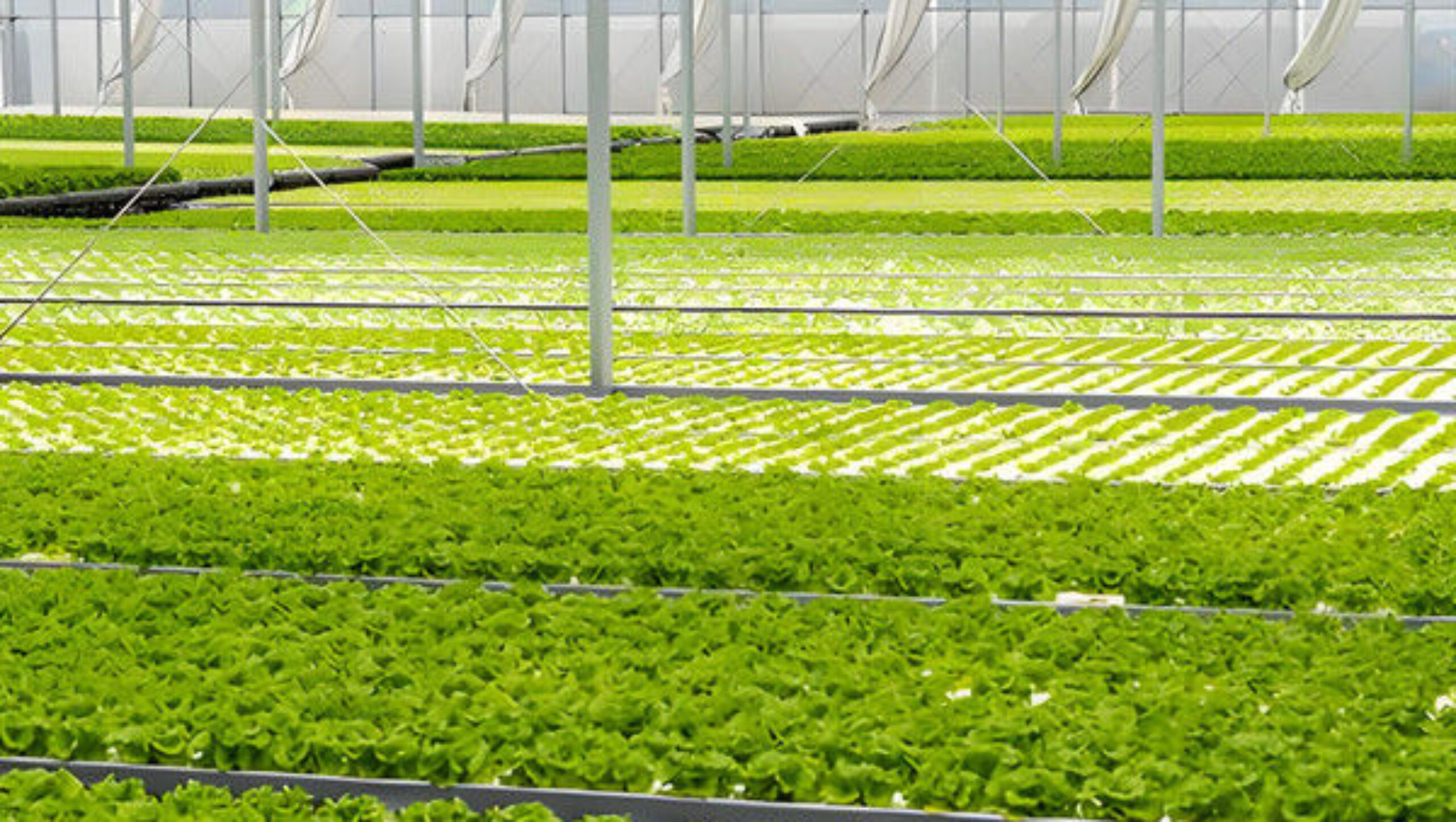 Agriculture Greenhouse Hydroponics Greenhouse Steel Frame Weather Proof