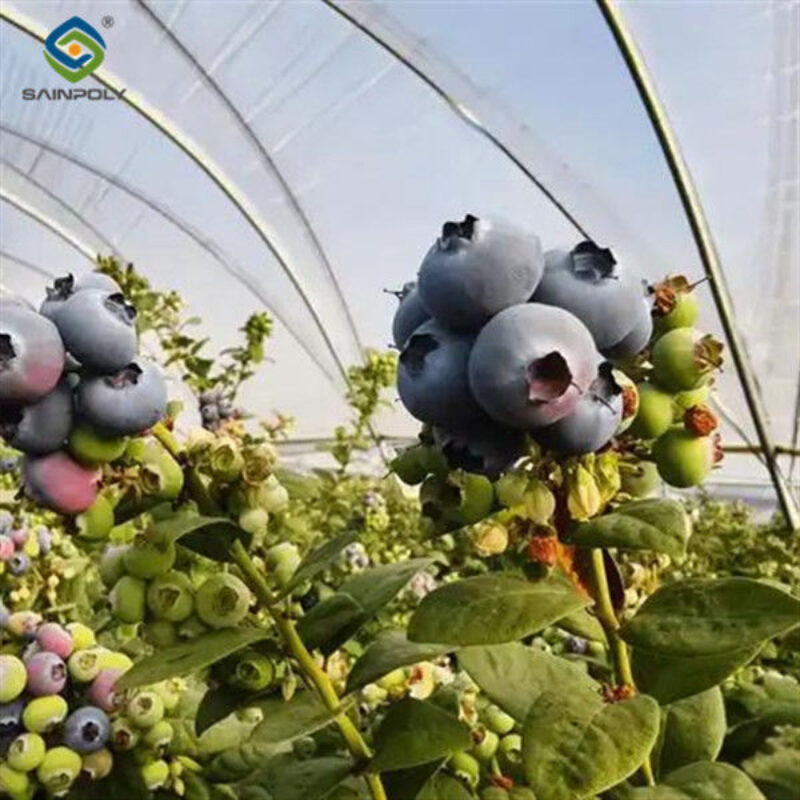 Agriculture Greenhouse Steel Structure Greenhouse Customized Color