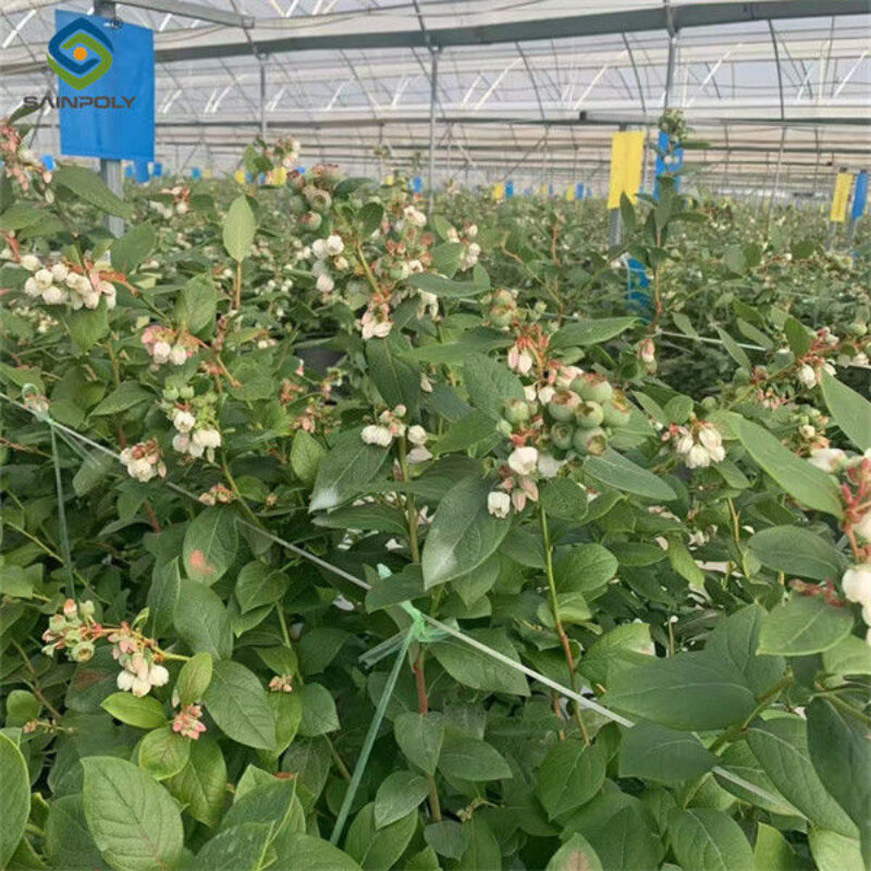 Agriculture Greenhouse Steel Structure Greenhouse Customized Color