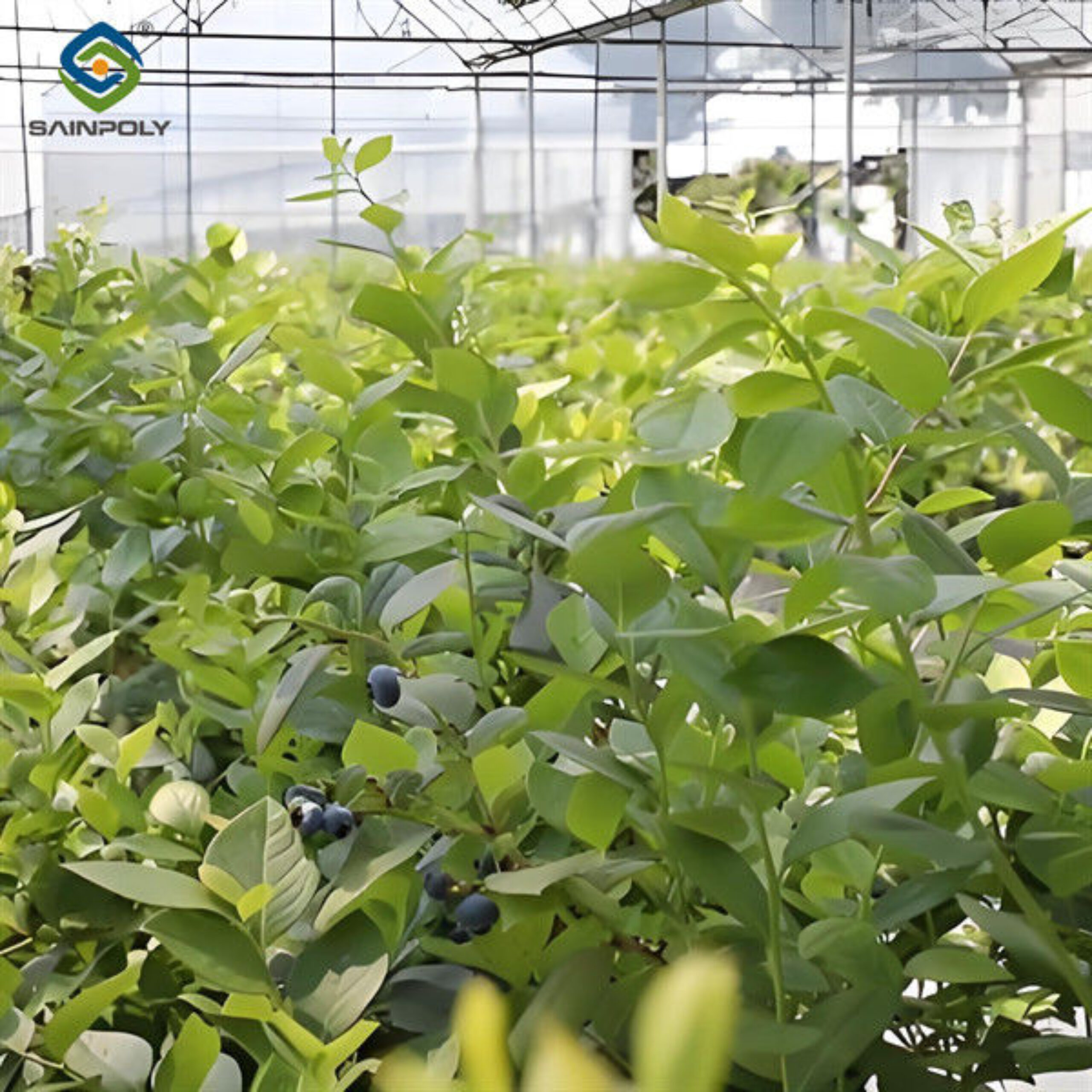 Agriculture Greenhouse Steel Structure Greenhouse Customized Color