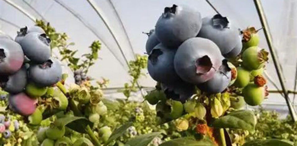 Agriculture Greenhouse Steel Structure Greenhouse Customized Color