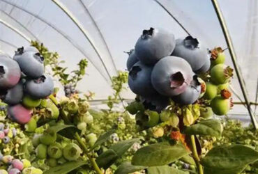 Agriculture Greenhouse Steel Structure Greenhouse Customized Color