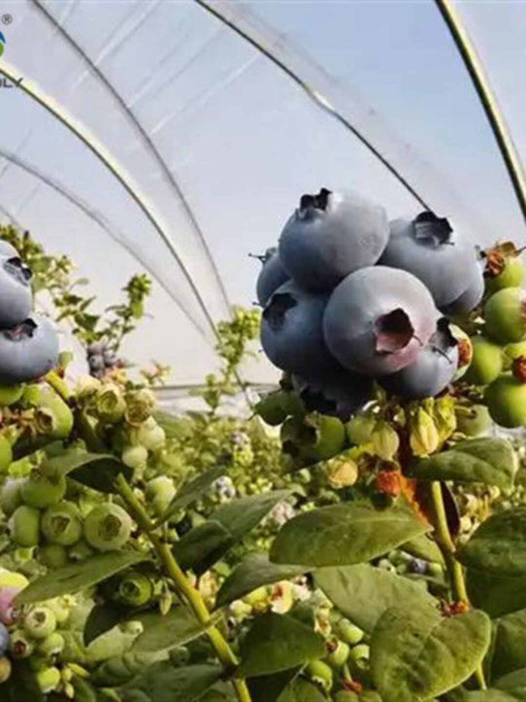 Agriculture Greenhouse Steel Structure Greenhouse Customized Color