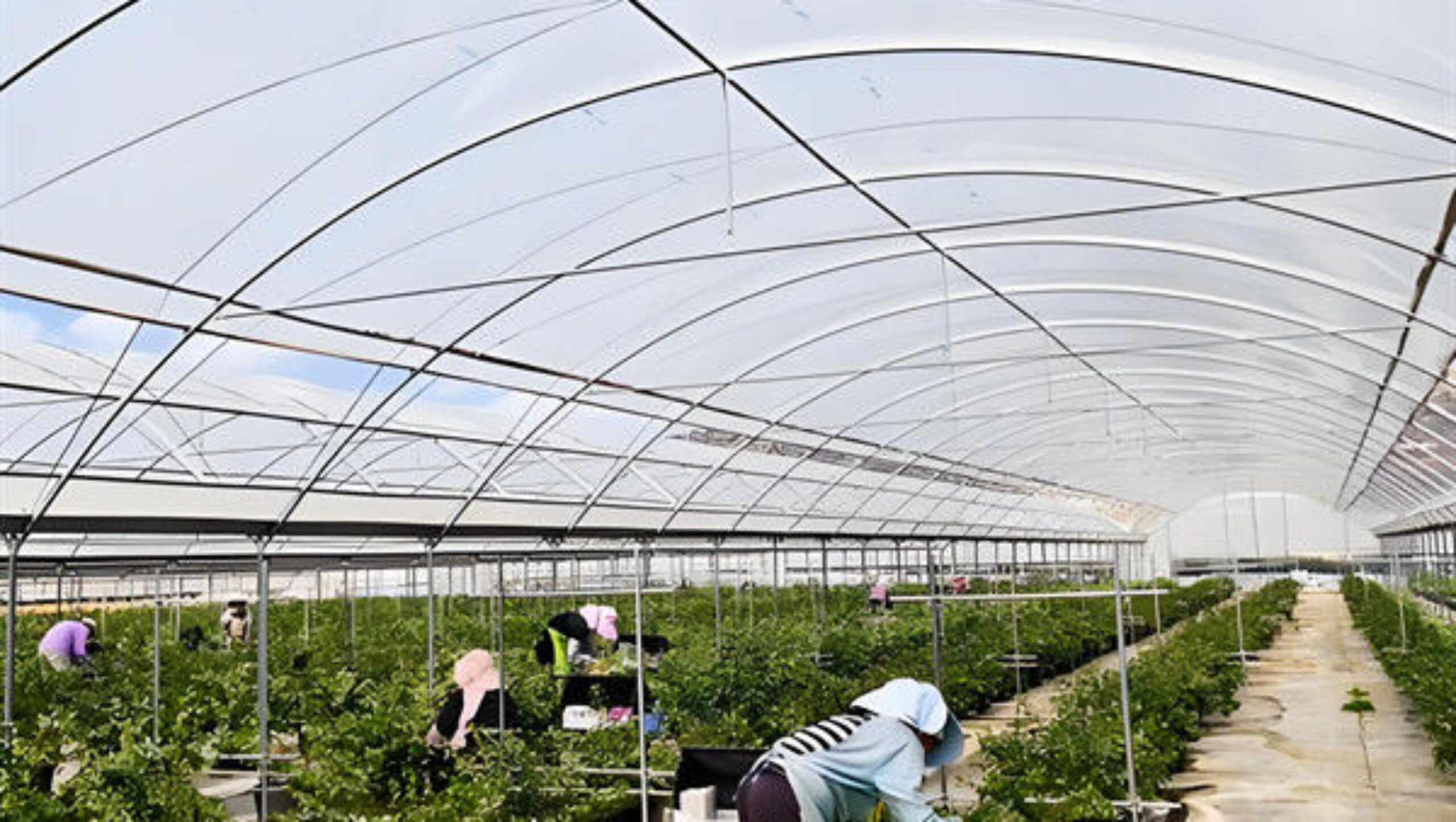 Agriculture Greenhouse Steel Structure Greenhouse Customized Color