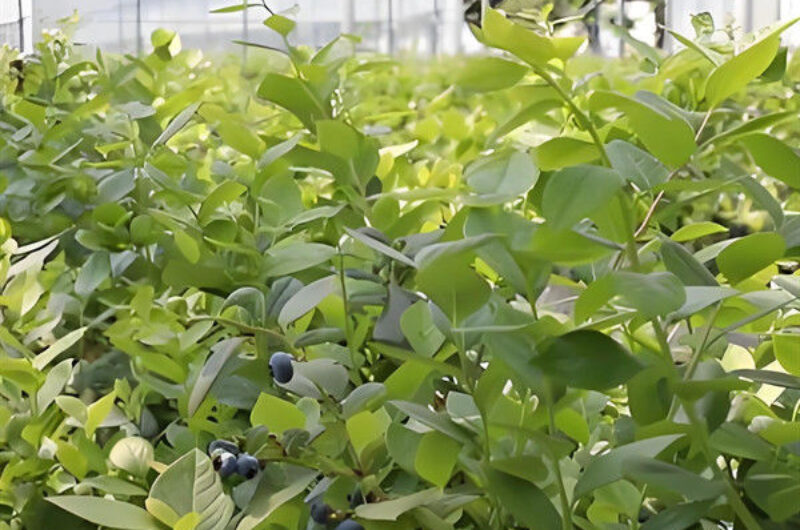 Agriculture Greenhouse Steel Structure Greenhouse Customized Color