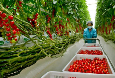 Agriculture Multi Span Greenhouse For Tomato Plants And Cucumber Growing