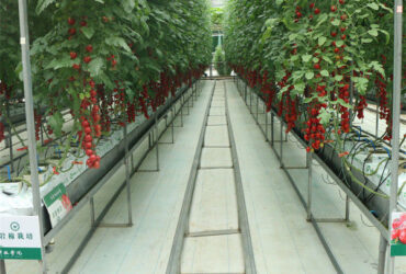 Agriculture Multi Span Greenhouse For Tomato Plants And Cucumber Growing