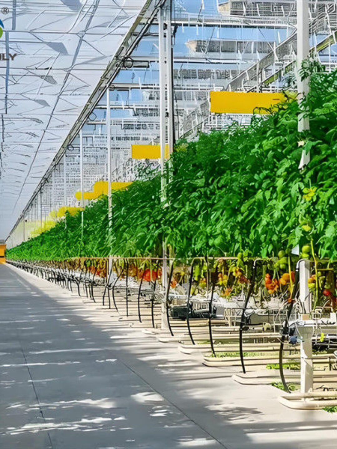 Agriculture Multi Span Greenhouse For Tomato Plants And Cucumber Growing