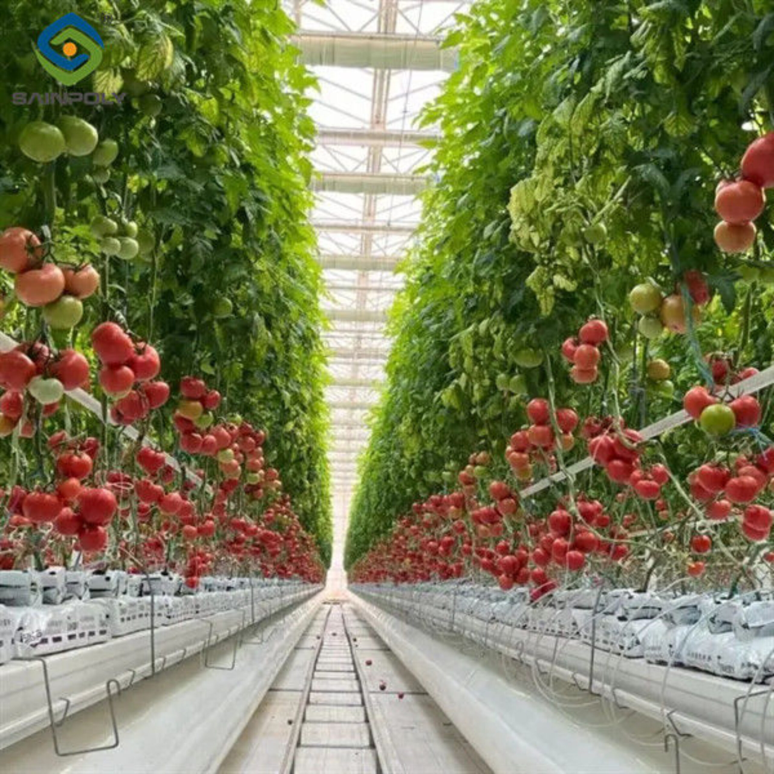 Agriculture Multispan Greenhouse For Tomatoes Turnkey Project Customizable Size