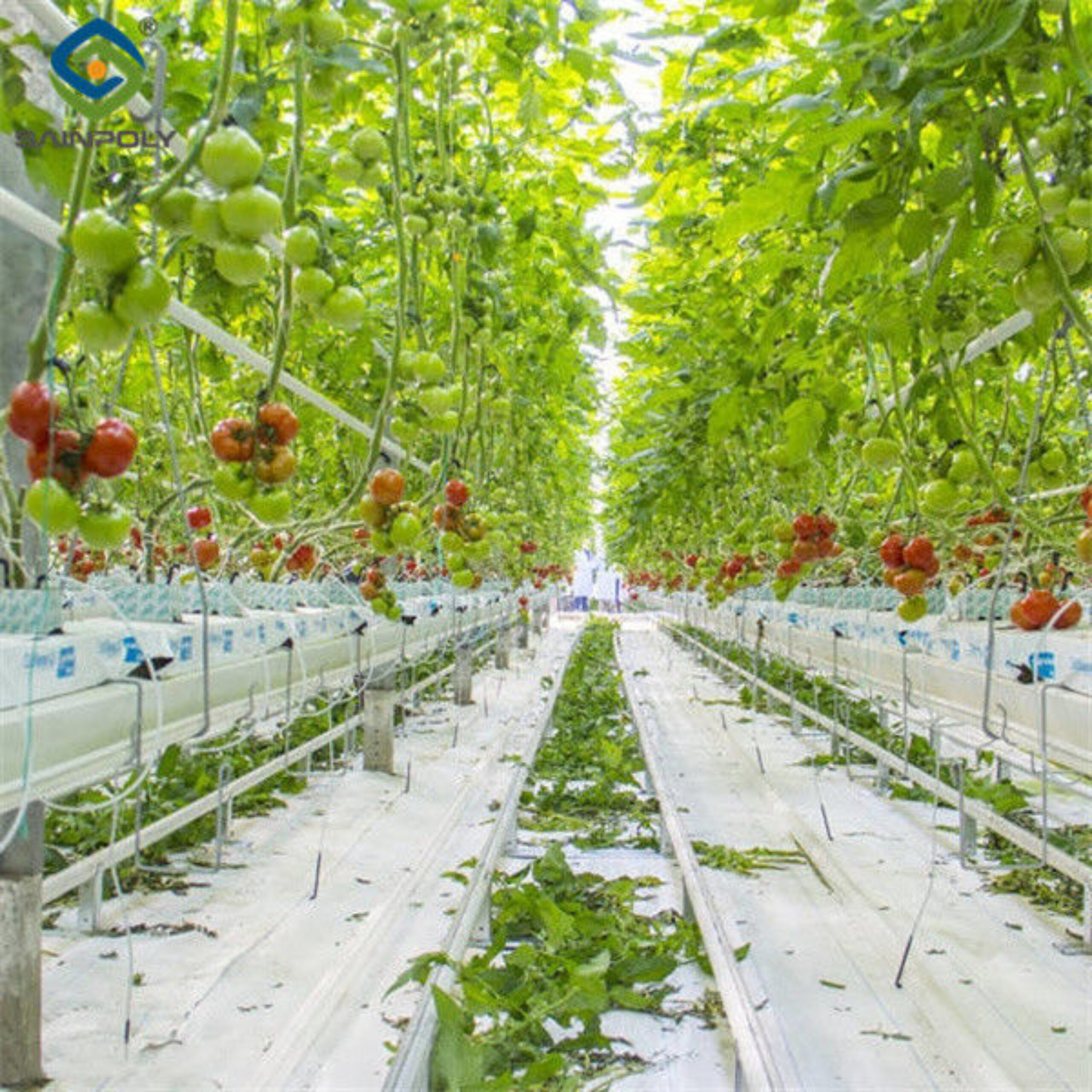 Agriculture Multispan Greenhouse For Tomatoes Turnkey Project Customizable Size