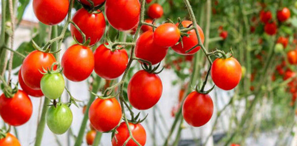 Agriculture Multispan Greenhouse For Tomatoes Turnkey Project Customizable Size