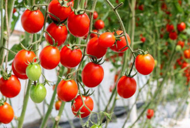 Agriculture Multispan Greenhouse For Tomatoes Turnkey Project Customizable Size