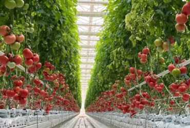 Agriculture Multispan Greenhouse For Tomatoes Turnkey Project Customizable Size