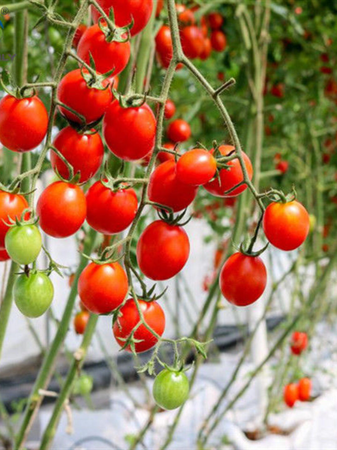 Agriculture Multispan Greenhouse For Tomatoes Turnkey Project Customizable Size