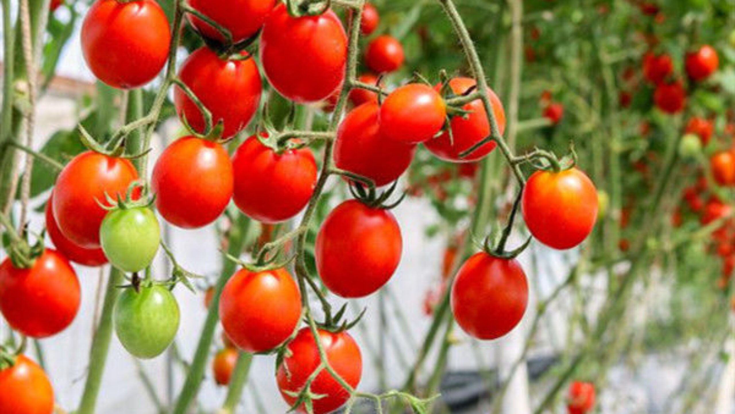 Agriculture Multispan Greenhouse For Tomatoes Turnkey Project Customizable Size