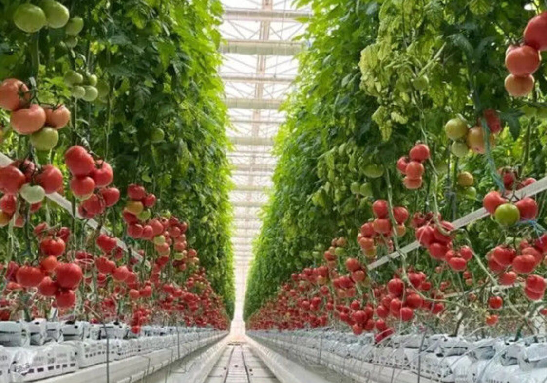 Agriculture Multispan Greenhouse For Tomatoes Turnkey Project Customizable Size