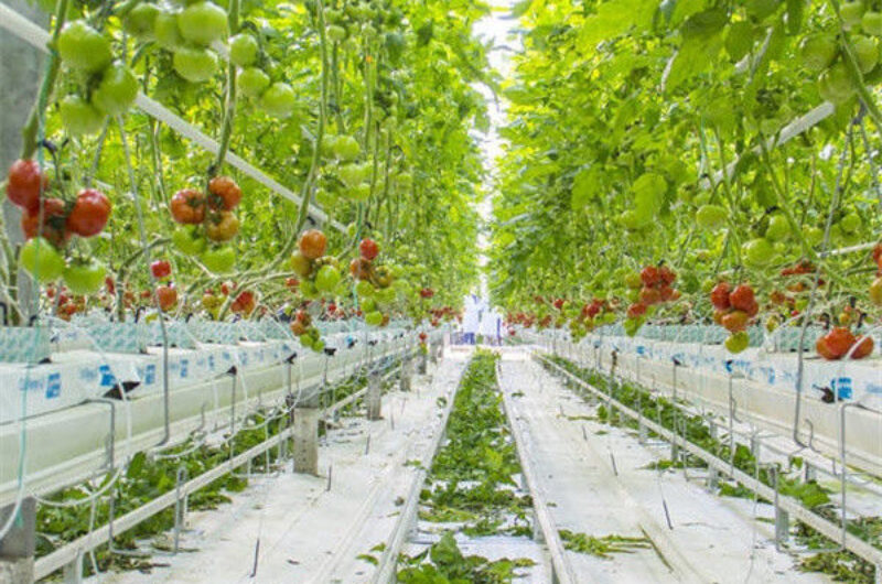 Agriculture Multispan Greenhouse For Tomatoes Turnkey Project Customizable Size