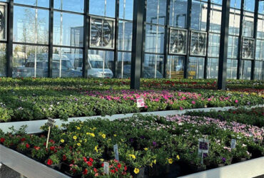 Agriculture Polycarbonate Venlo Type Greenhouse For Planting Tomatoes