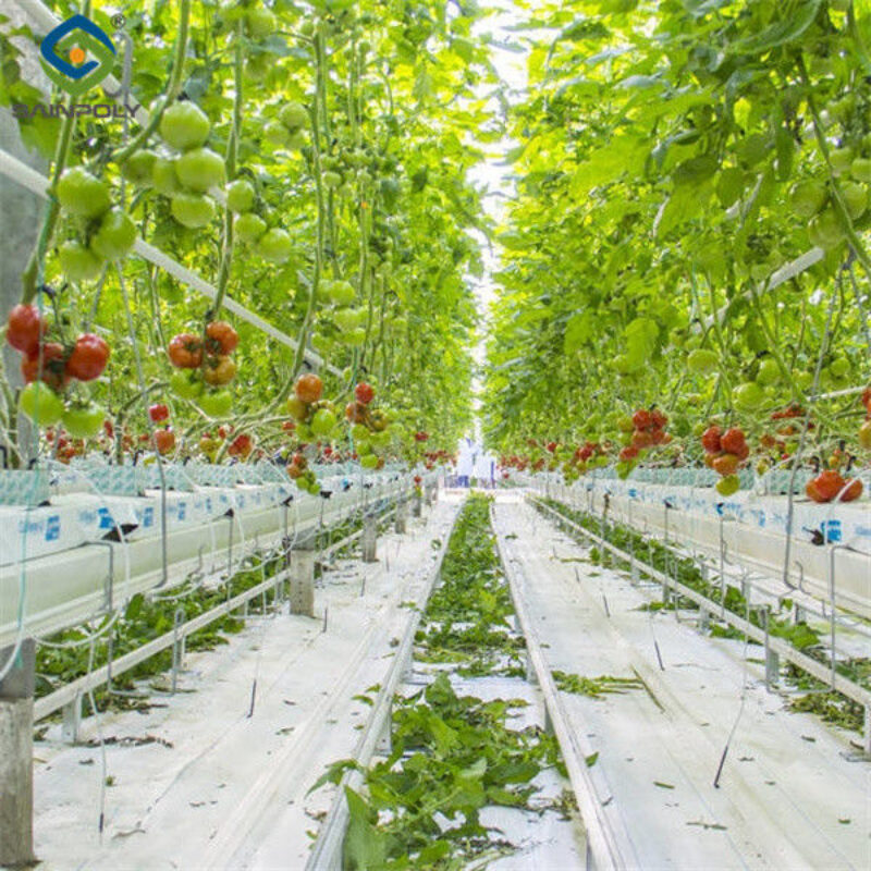 Anti Corrosion Agricultural Greenhouses For Vegetable Production Tomato Greenhouse