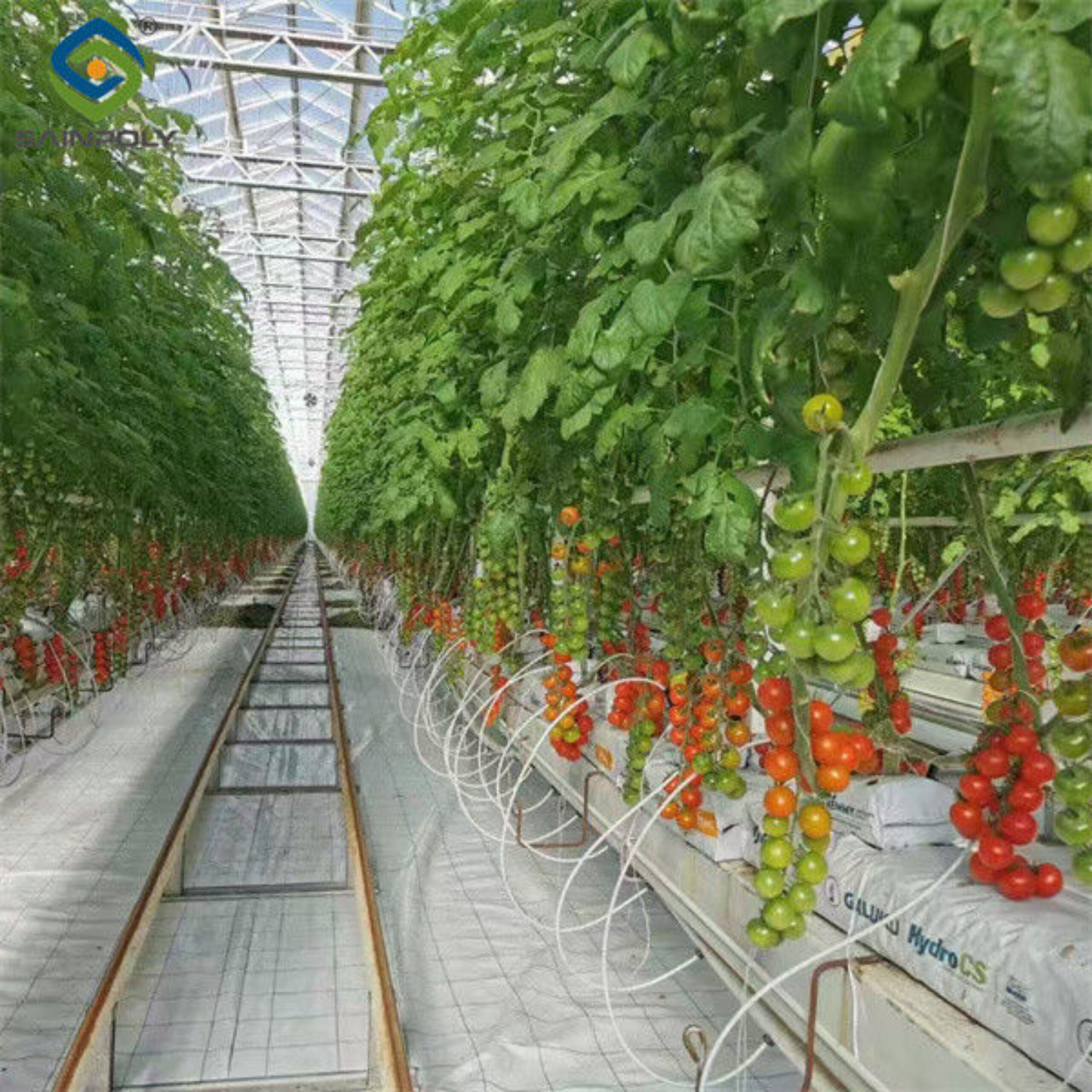 Anti Corrosion Agricultural Greenhouses For Vegetable Production Tomato Greenhouse