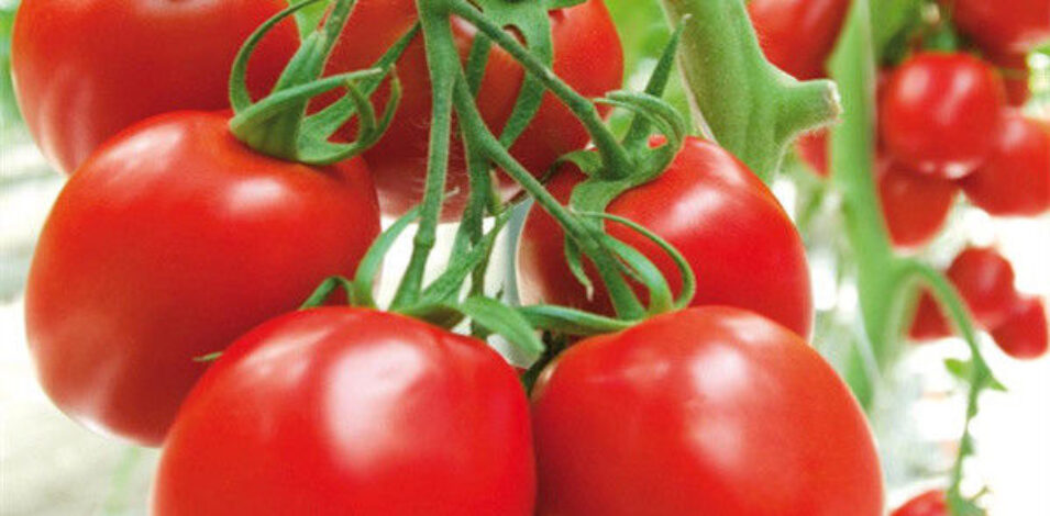 Anti Corrosion Agricultural Greenhouses For Vegetable Production Tomato Greenhouse