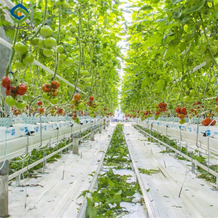 Anti Corrosion Agricultural Greenhouses For Vegetable Production Tomato Greenhouse