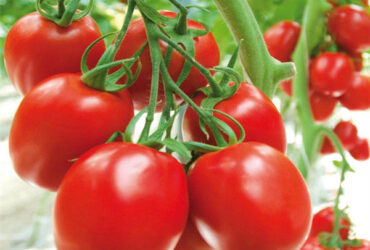 Anti Corrosion Agricultural Greenhouses For Vegetable Production Tomato Greenhouse