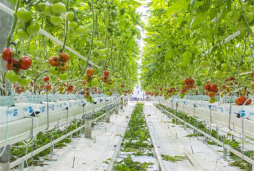 Anti Corrosion Agricultural Greenhouses For Vegetable Production Tomato Greenhouse