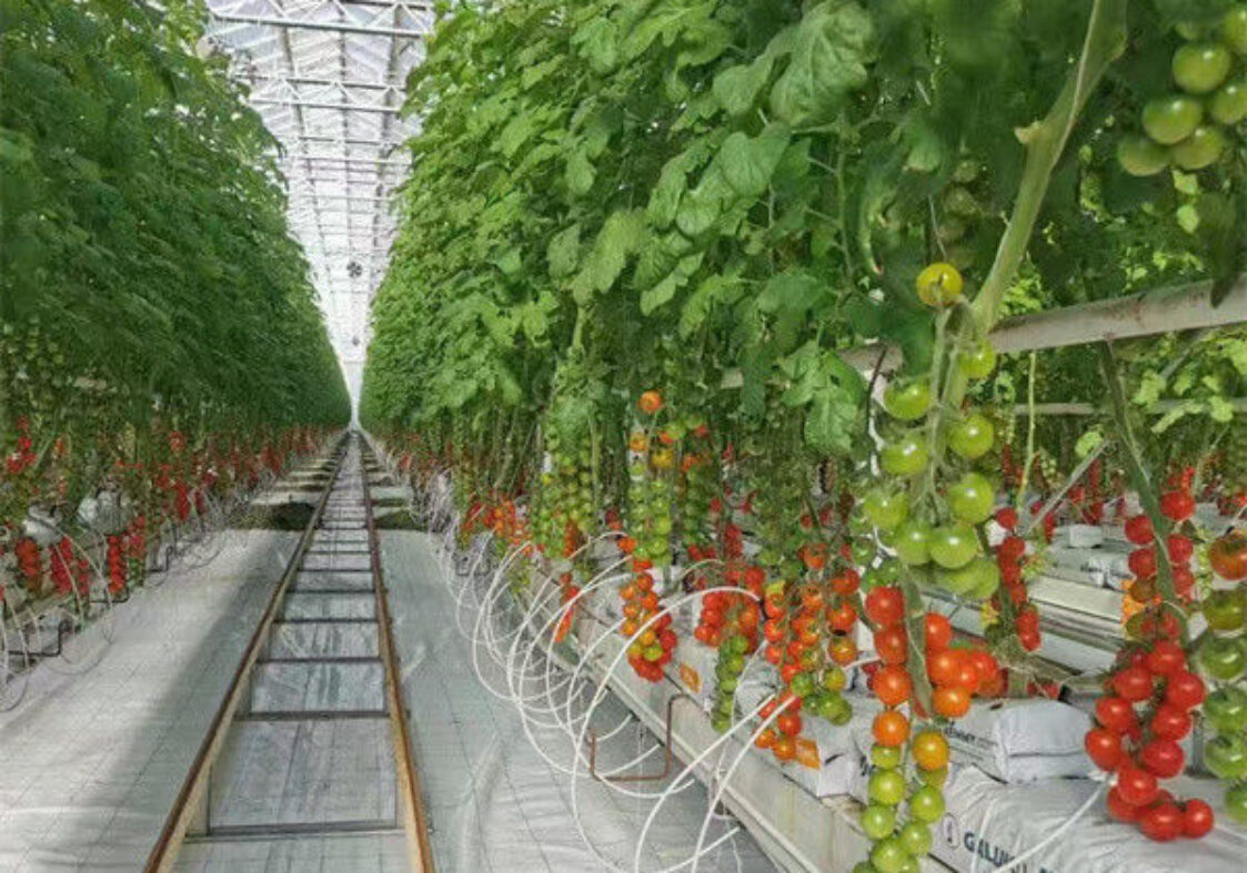 Anti Corrosion Agricultural Greenhouses For Vegetable Production Tomato Greenhouse