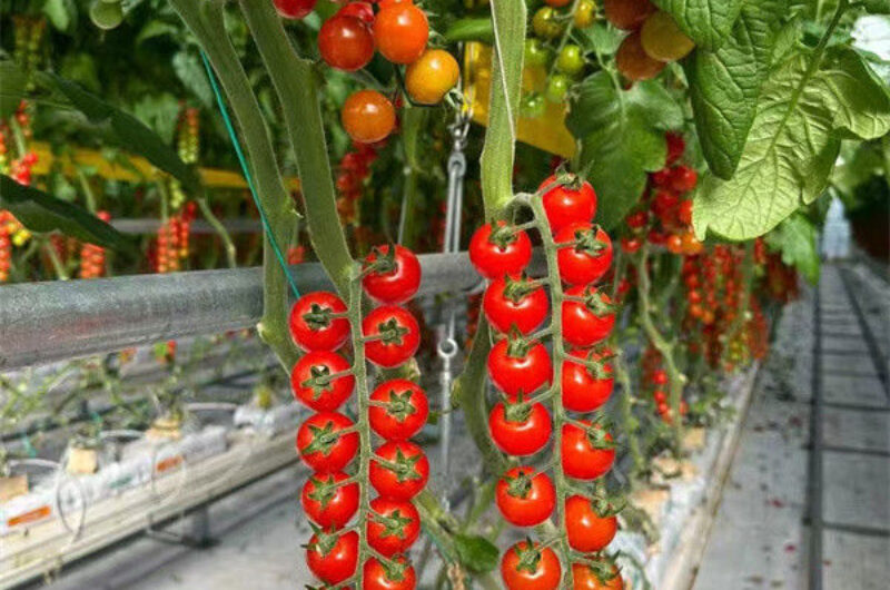 Anti Corrosion Agricultural Greenhouses For Vegetable Production Tomato Greenhouse