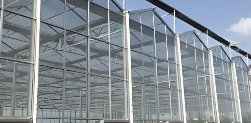 Anti Reflective Automatic Venlo Glass Greenhouse With Agricultural Farming Systems