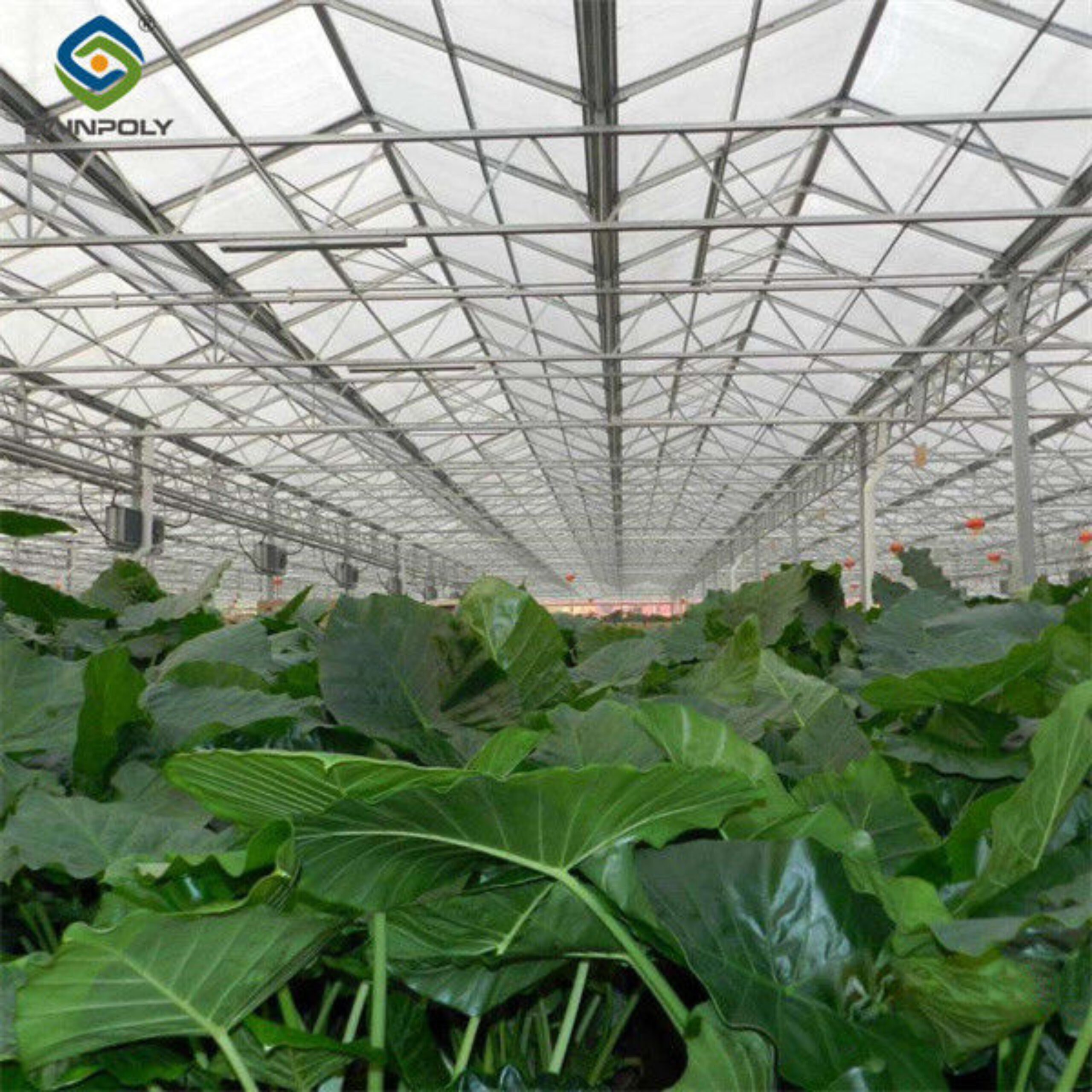 Automated Ventilation Venlo Type Greenhouse Polycarbonate Green House Energy Efficient