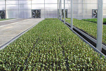 Automated Ventilation Venlo Type Greenhouse Polycarbonate Green House Energy Efficient