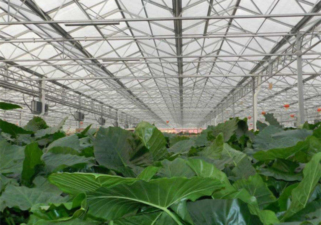 Automated Ventilation Venlo Type Greenhouse Polycarbonate Green House Energy Efficient