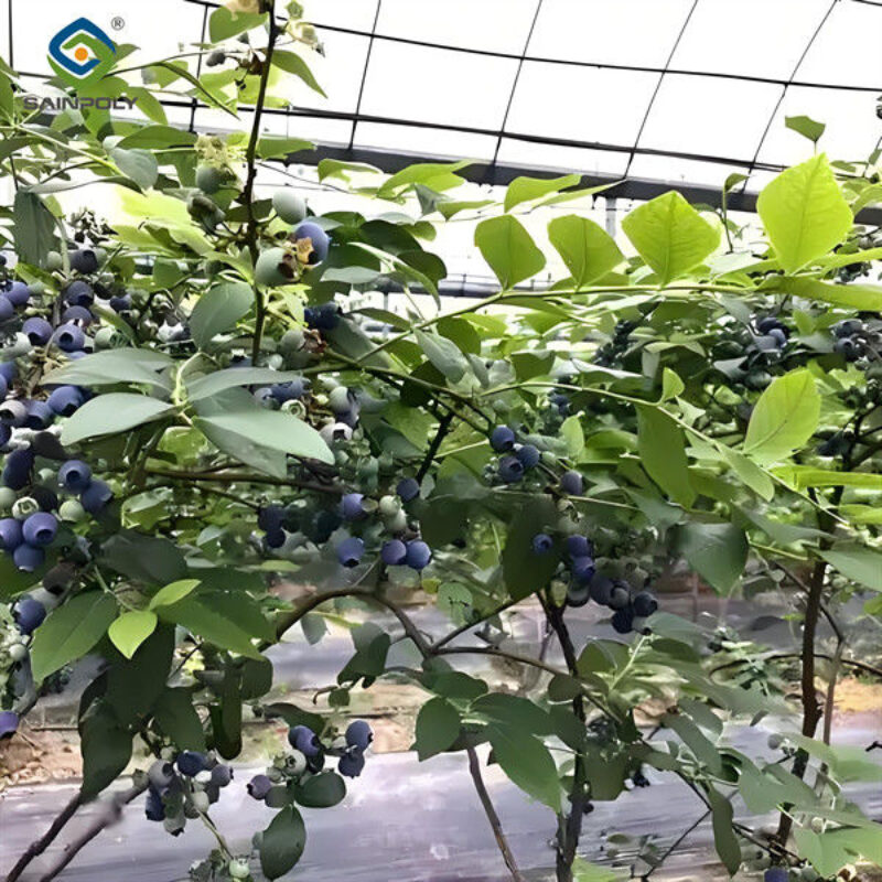 Blueberry Planting Commercial Size Greenhouse With Concrete Base Foundation