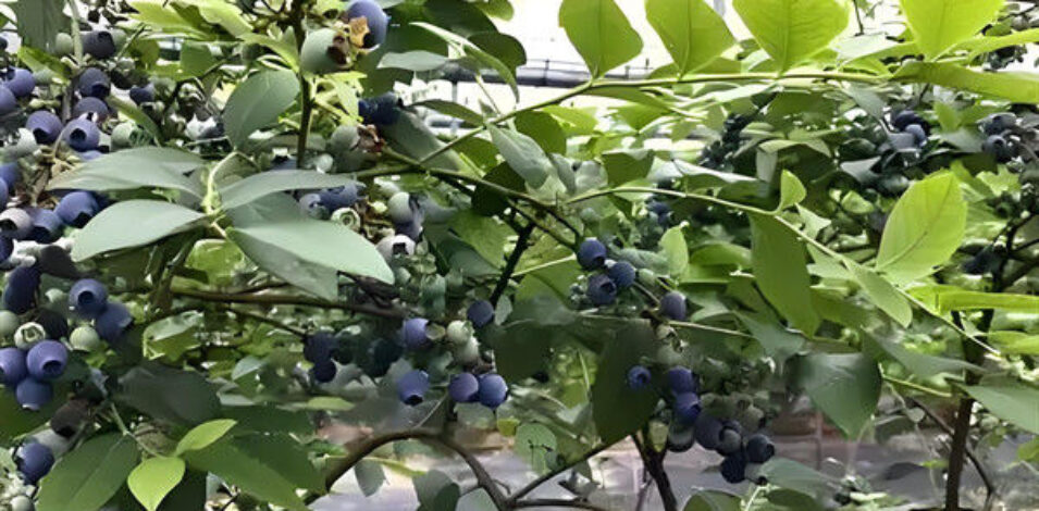 Blueberry Planting Commercial Size Greenhouse With Concrete Base Foundation