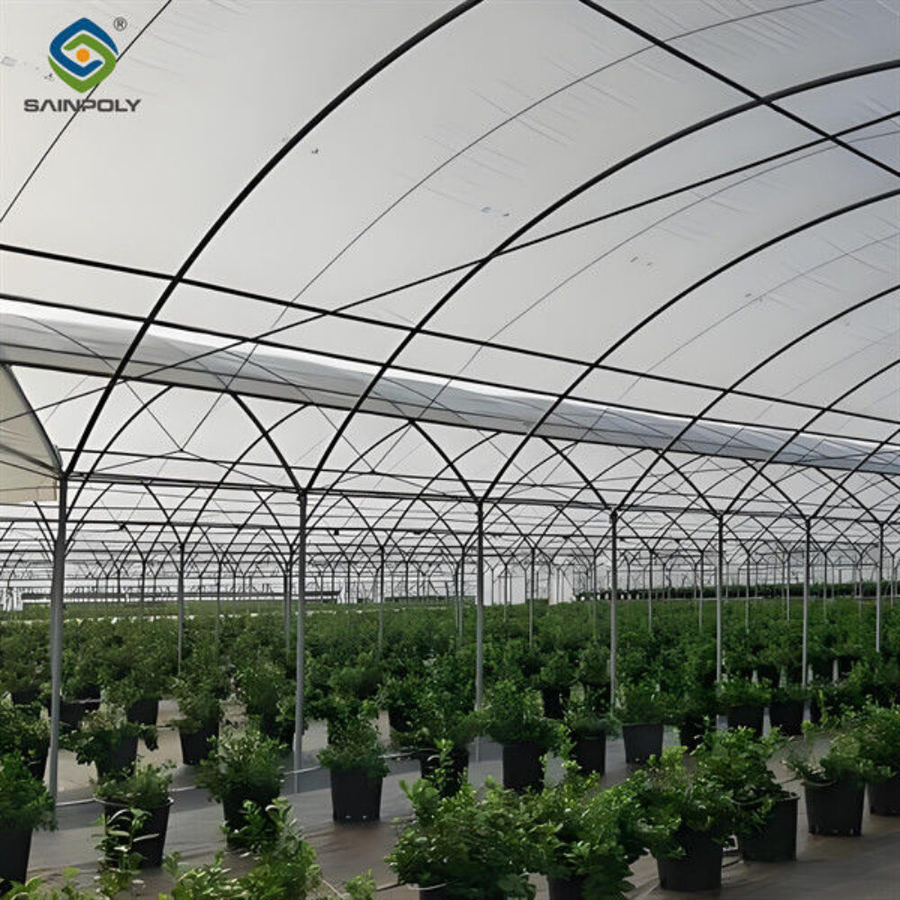 Blueberry Planting Commercial Size Greenhouse With Concrete Base Foundation