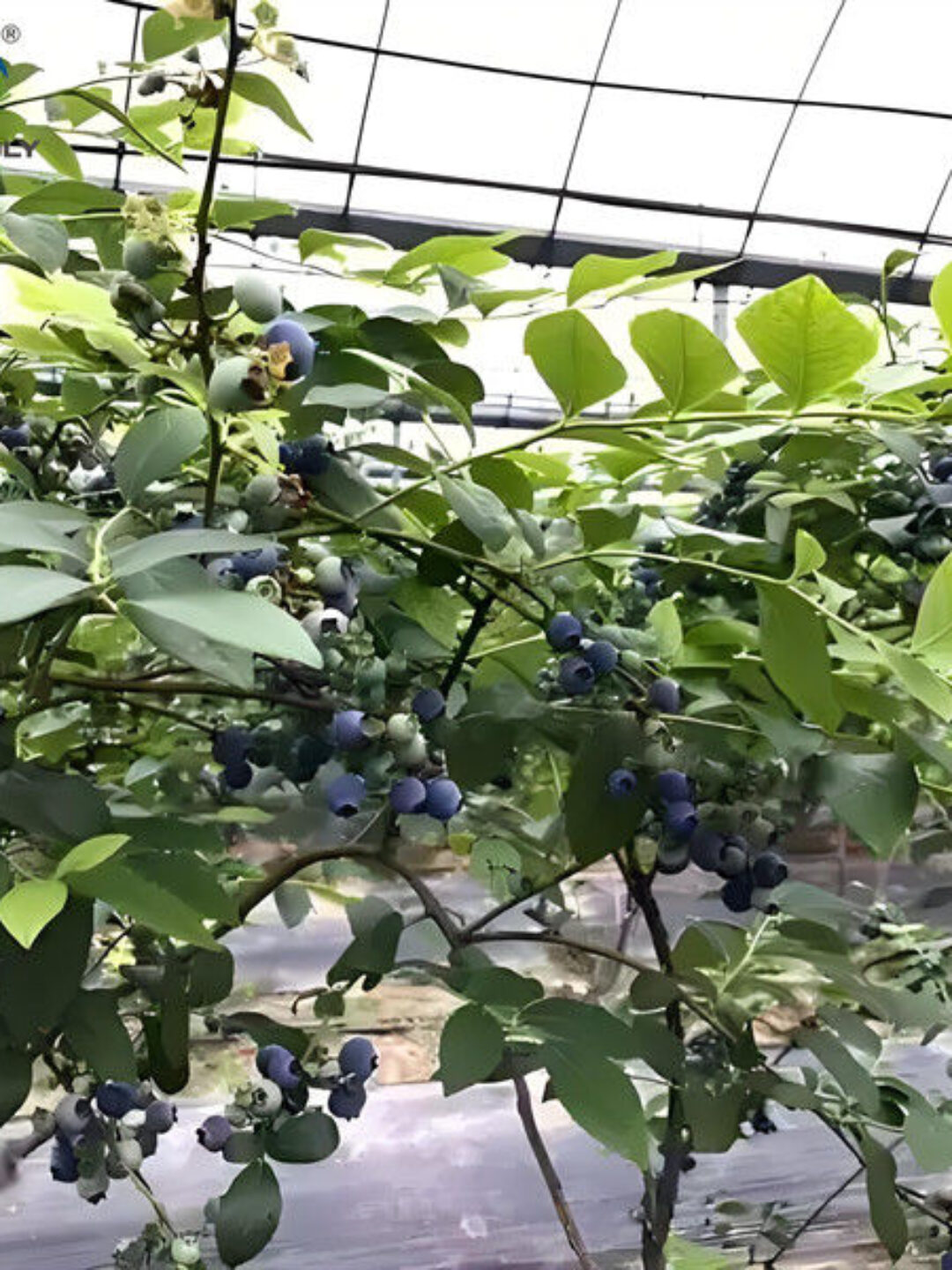 Blueberry Planting Commercial Size Greenhouse With Concrete Base Foundation