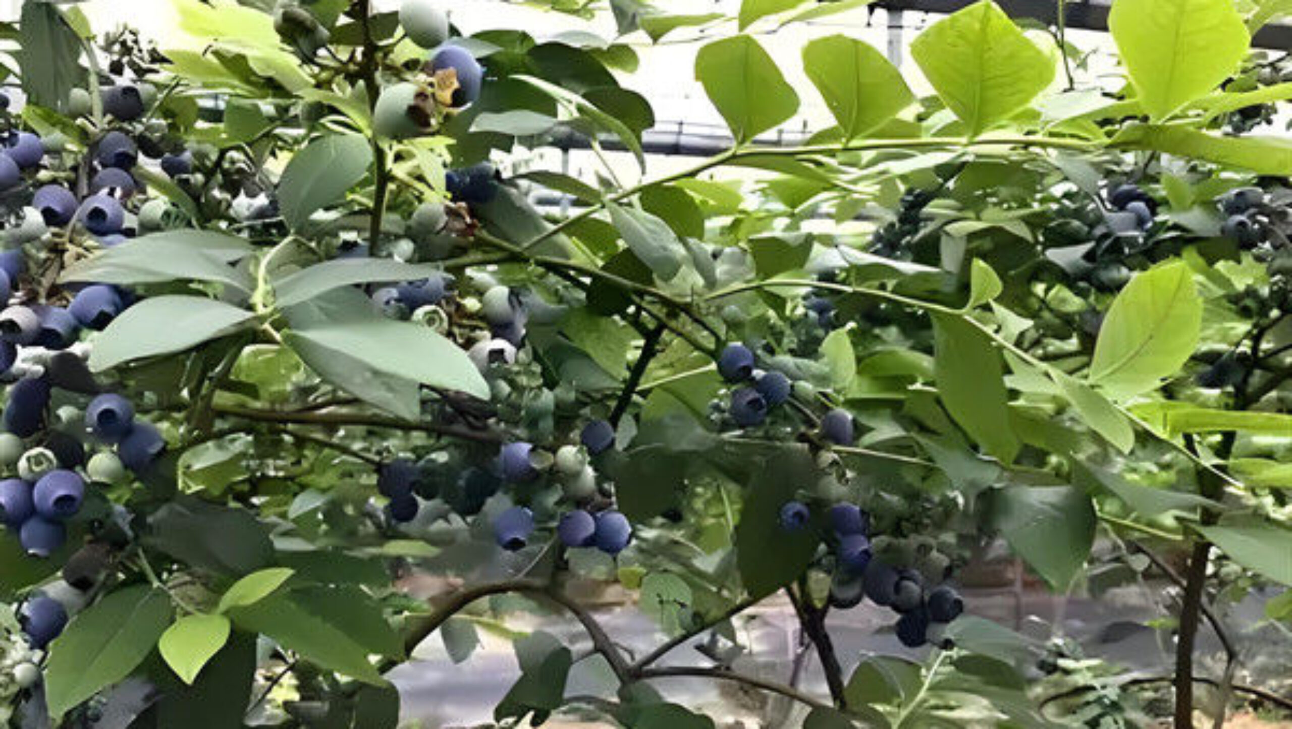 Blueberry Planting Commercial Size Greenhouse With Concrete Base Foundation