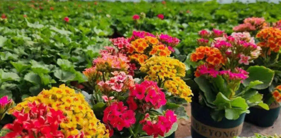 Commercial 4 Season Greenhouse Flower Planting Greenhouse UV Resistant