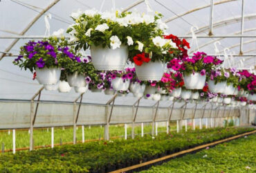 Commercial 4 Season Greenhouse Flower Planting Greenhouse UV Resistant