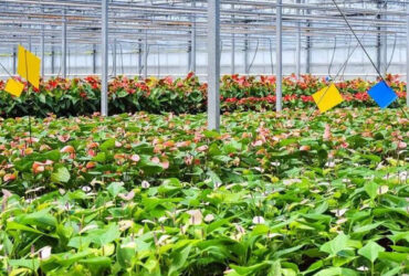 Commercial 4 Season Greenhouse Flower Planting Greenhouse UV Resistant