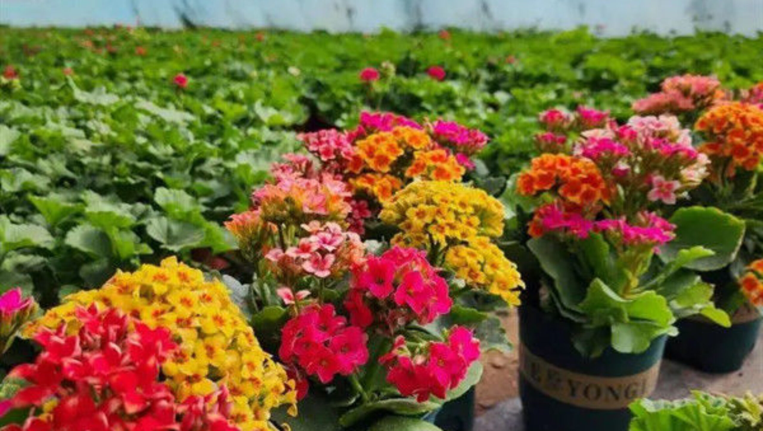 Commercial 4 Season Greenhouse Flower Planting Greenhouse UV Resistant