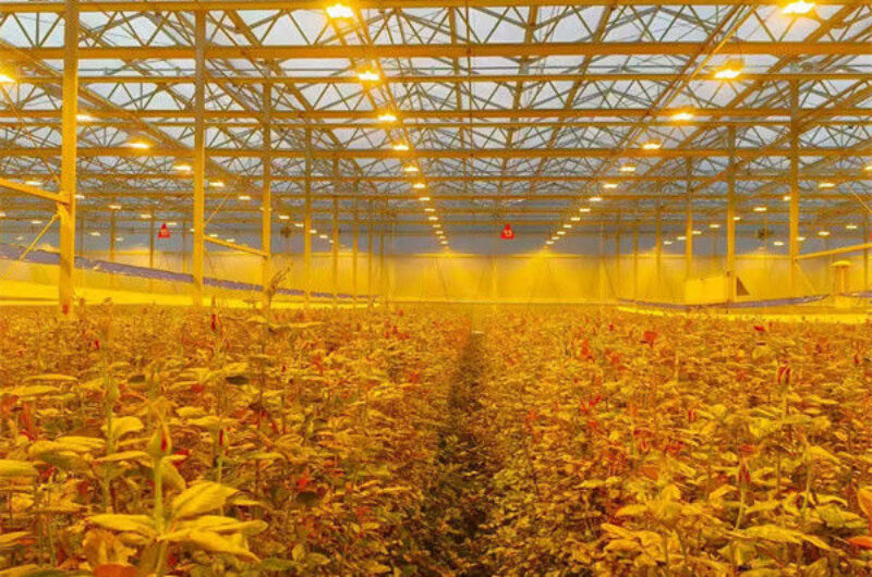 Commercial 4 Season Greenhouse Flower Planting Greenhouse UV Resistant